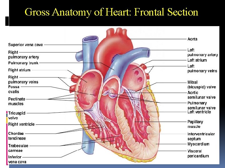 Gross Anatomy of Heart: Frontal Section 