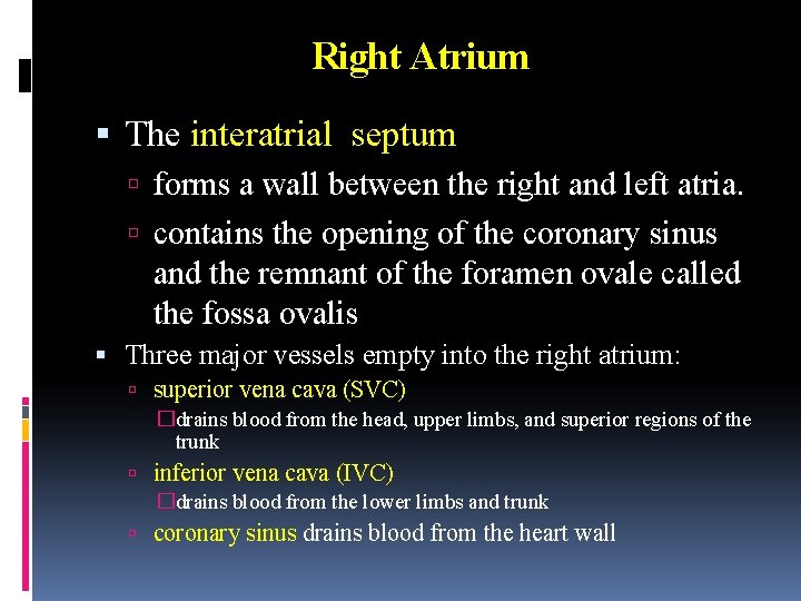 Right Atrium The interatrial septum forms a wall between the right and left atria.