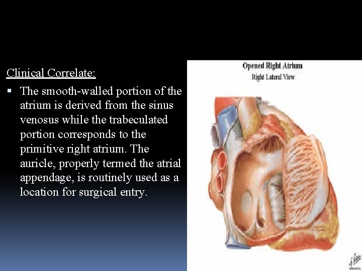 Clinical Correlate: The smooth-walled portion of the atrium is derived from the sinus venosus
