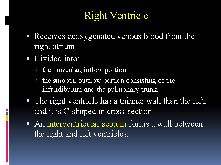 Right Ventricle Receives deoxygenated venous blood from the right atrium. Divided into: the muscular,