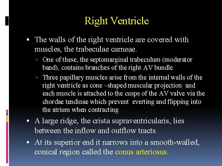 Right Ventricle The walls of the right ventricle are covered with muscles, the trabeculae