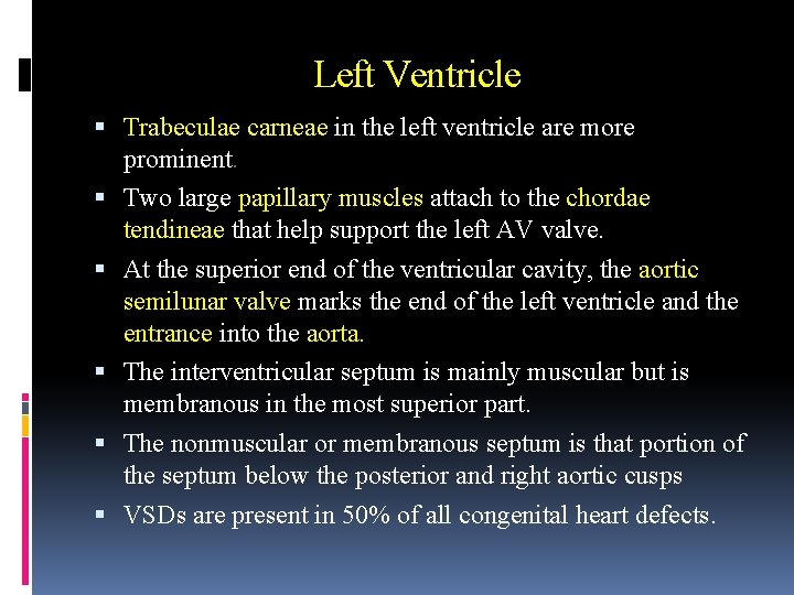Left Ventricle Trabeculae carneae in the left ventricle are more prominent. Two large papillary