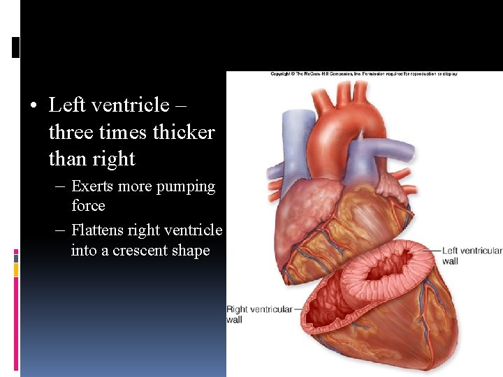  • Left ventricle – three times thicker than right – Exerts more pumping