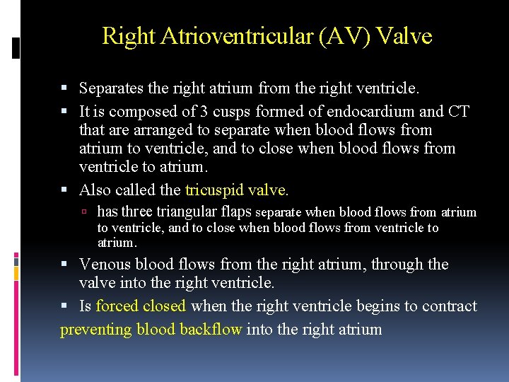 Right Atrioventricular (AV) Valve Separates the right atrium from the right ventricle. It is