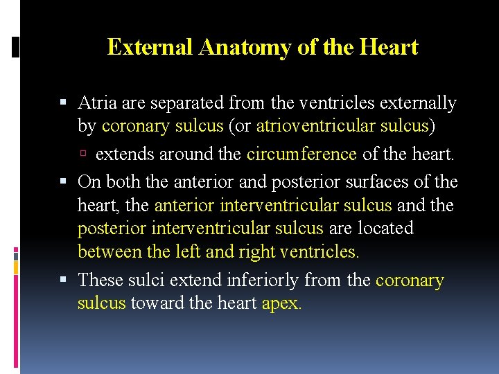 External Anatomy of the Heart Atria are separated from the ventricles externally by coronary