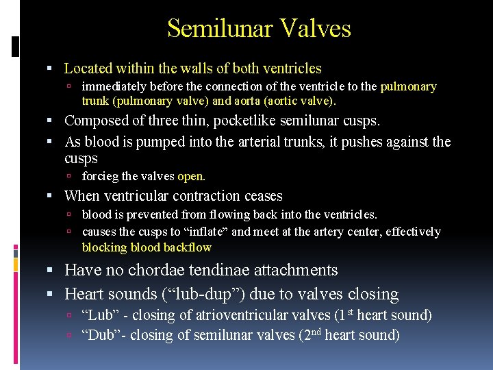 Semilunar Valves Located within the walls of both ventricles immediately before the connection of