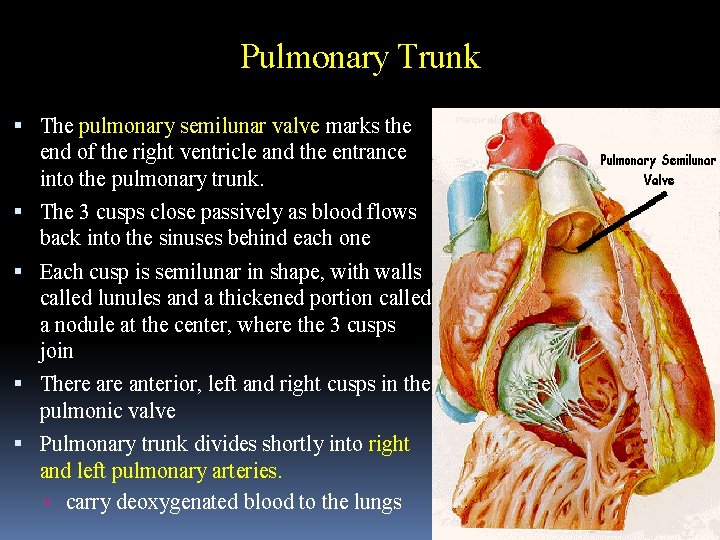 Pulmonary Trunk The pulmonary semilunar valve marks the end of the right ventricle and