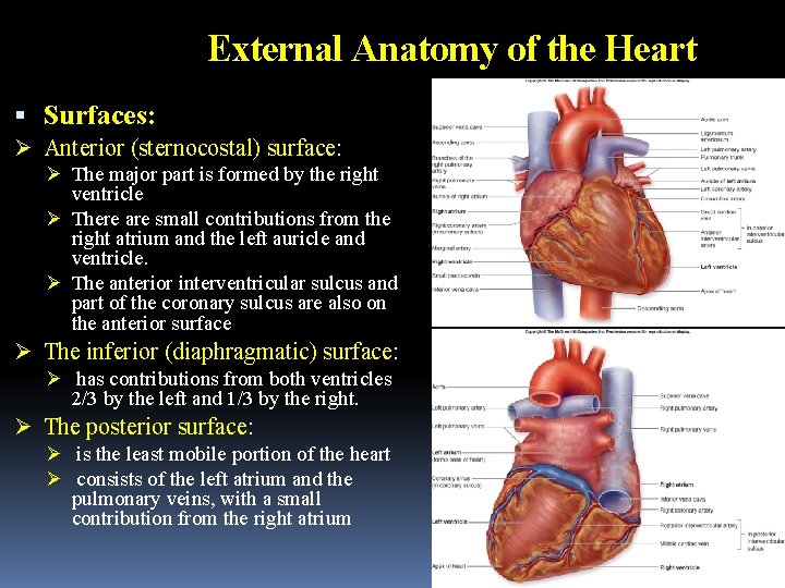 External Anatomy of the Heart Surfaces: Ø Anterior (sternocostal) surface: Ø The major part