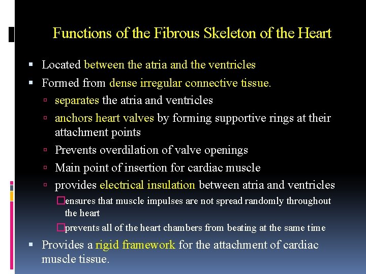 Functions of the Fibrous Skeleton of the Heart Located between the atria and the