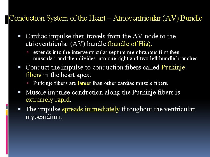 Conduction System of the Heart – Atrioventricular (AV) Bundle Cardiac impulse then travels from