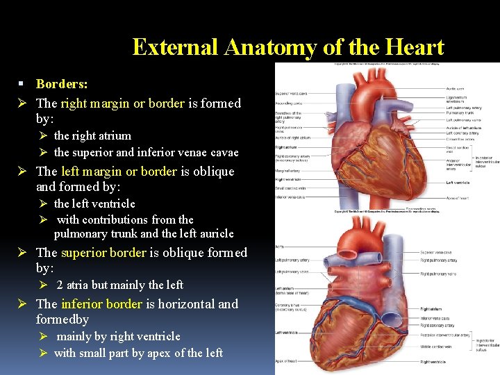 External Anatomy of the Heart Borders: Ø The right margin or border is formed