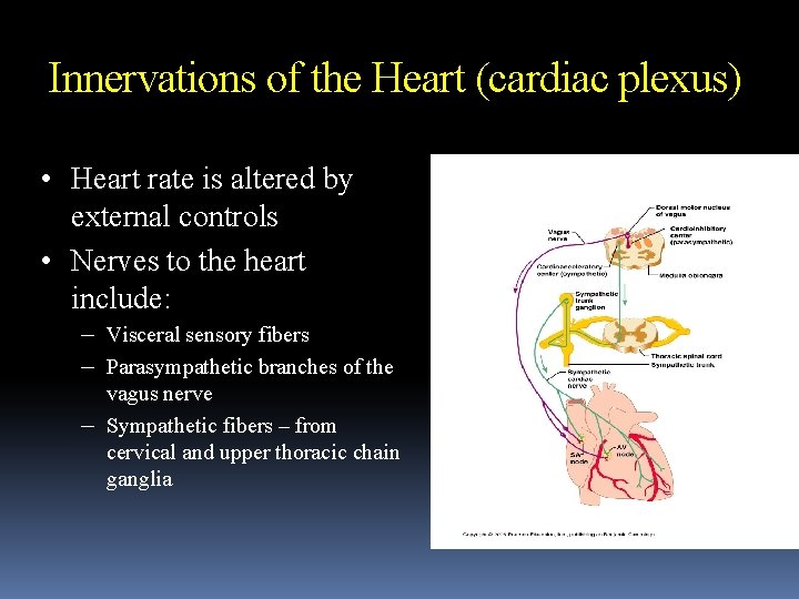 Innervations of the Heart (cardiac plexus) • Heart rate is altered by external controls