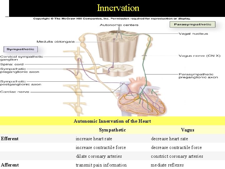 Innervation Autonomic Innervation of the Heart Efferent Afferent Sympathetic Vagus increase heart rate decrease