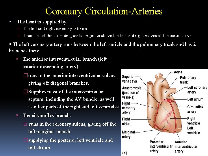 Coronary Circulation-Arteries The heart is supplied by: the left and right coronary arteries branches