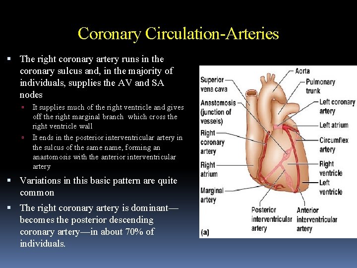 Coronary Circulation-Arteries The right coronary artery runs in the coronary sulcus and, in the