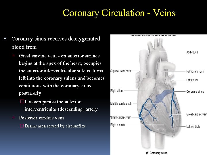 Coronary Circulation - Veins Coronary sinus receives deoxygenated blood from: Great cardiac vein -