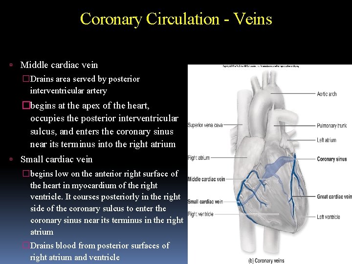Coronary Circulation - Veins Middle cardiac vein �Drains area served by posterior interventricular artery