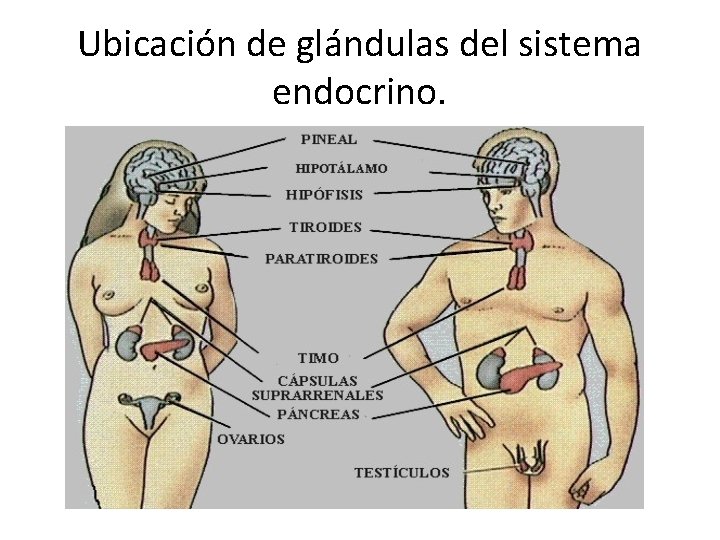 Ubicación de glándulas del sistema endocrino. 