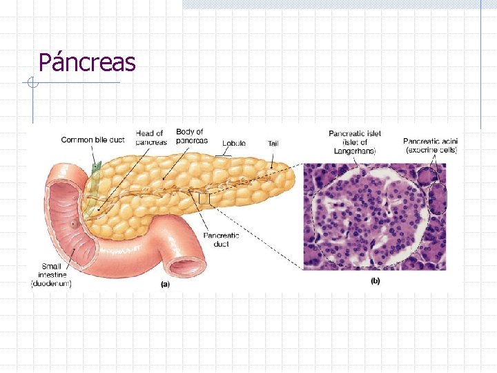 Páncreas 