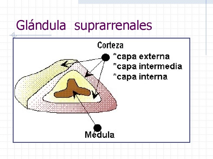 Glándula suprarrenales 