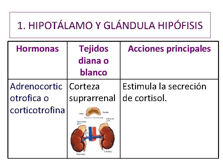 1. HIPOTÁLAMO Y GLÁNDULA HIPÓFISIS Hormonas Tejidos Acciones principales diana o blanco Adrenocortic Corteza