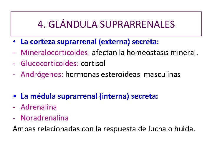 4. GLÁNDULA SUPRARRENALES • - La corteza suprarrenal (externa) secreta: Mineralocorticoides: afectan la homeostasis