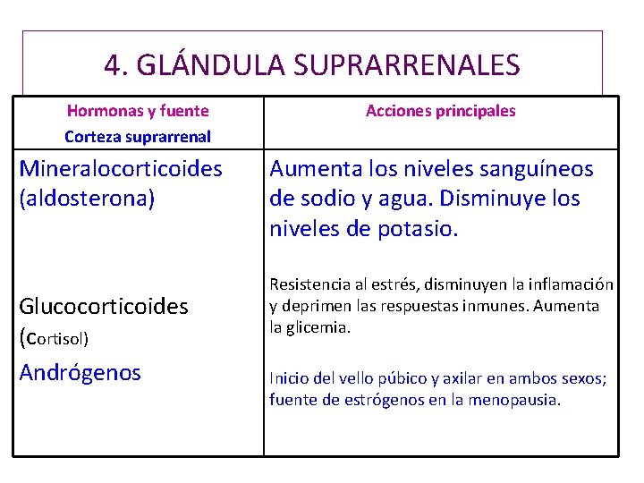 4. GLÁNDULA SUPRARRENALES Hormonas y fuente Corteza suprarrenal Mineralocorticoides (aldosterona) Glucocorticoides (cortisol) Andrógenos Acciones