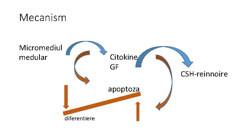 Mecanism Micromediul medular Citokine, GF apoptoza diferentiere CSH-reinnoire 