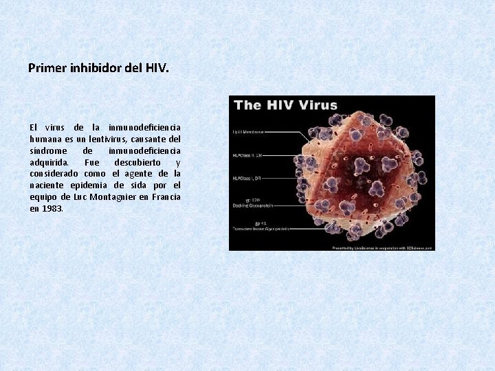 Primer inhibidor del HIV. El virus de la inmunodeficiencia humana es un lentivirus, causante