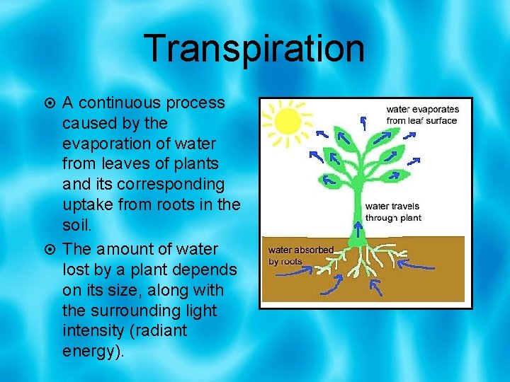 Transpiration A continuous process caused by the evaporation of water from leaves of plants