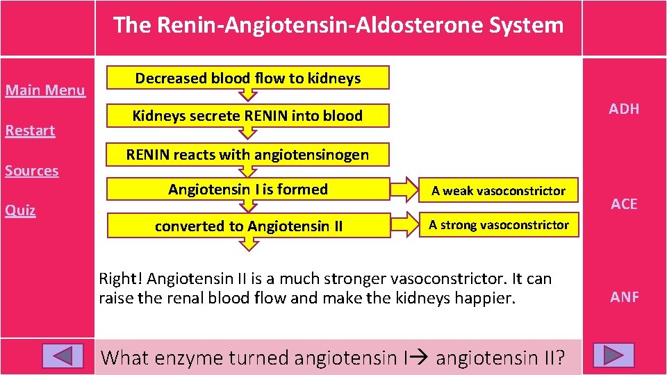 The Renin-Angiotensin-Aldosterone System Main Menu Restart Sources Quiz Decreased blood flow to kidneys This The Renin-Angiotensin-Aldosterone System Main Menu Restart Sources Quiz Decreased blood flow to kidneys This