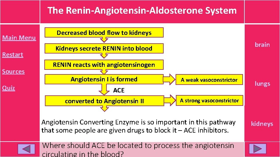 The Renin-Angiotensin-Aldosterone System Main Menu Restart Sources Quiz A lot of your blood does The Renin-Angiotensin-Aldosterone System Main Menu Restart Sources Quiz A lot of your blood does