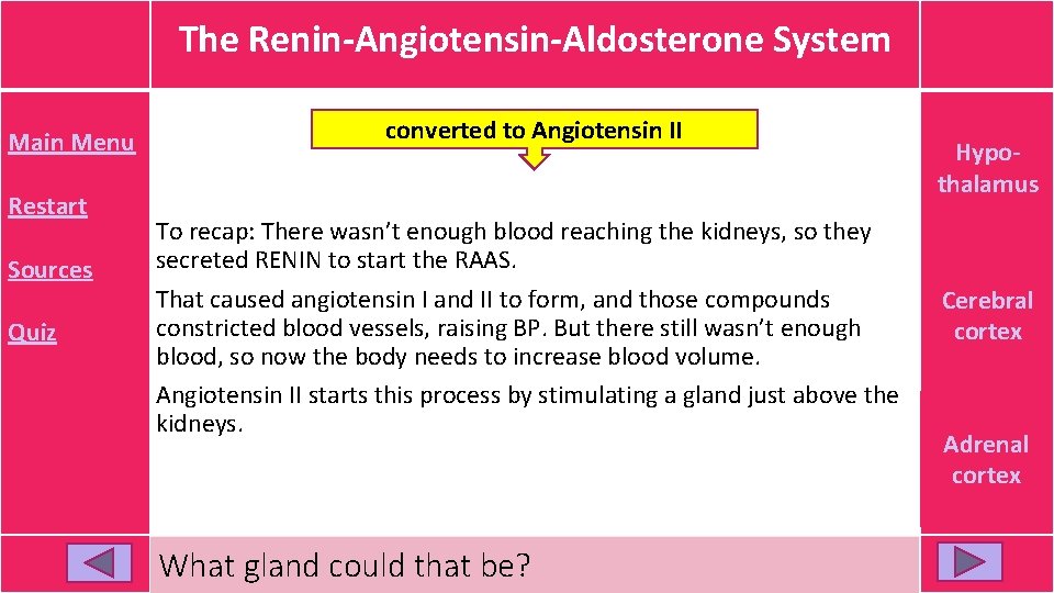 The Renin-Angiotensin-Aldosterone System Main Menu Restart Sources Quiz converted to Angiotensin II To recap: The Renin-Angiotensin-Aldosterone System Main Menu Restart Sources Quiz converted to Angiotensin II To recap: