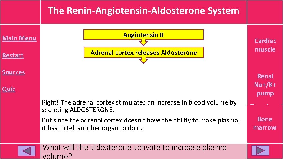 The Renin-Angiotensin-Aldosterone System Main Menu Restart Angiotensin II Adrenal cortex releases Aldosterone Sources This The Renin-Angiotensin-Aldosterone System Main Menu Restart Angiotensin II Adrenal cortex releases Aldosterone Sources This