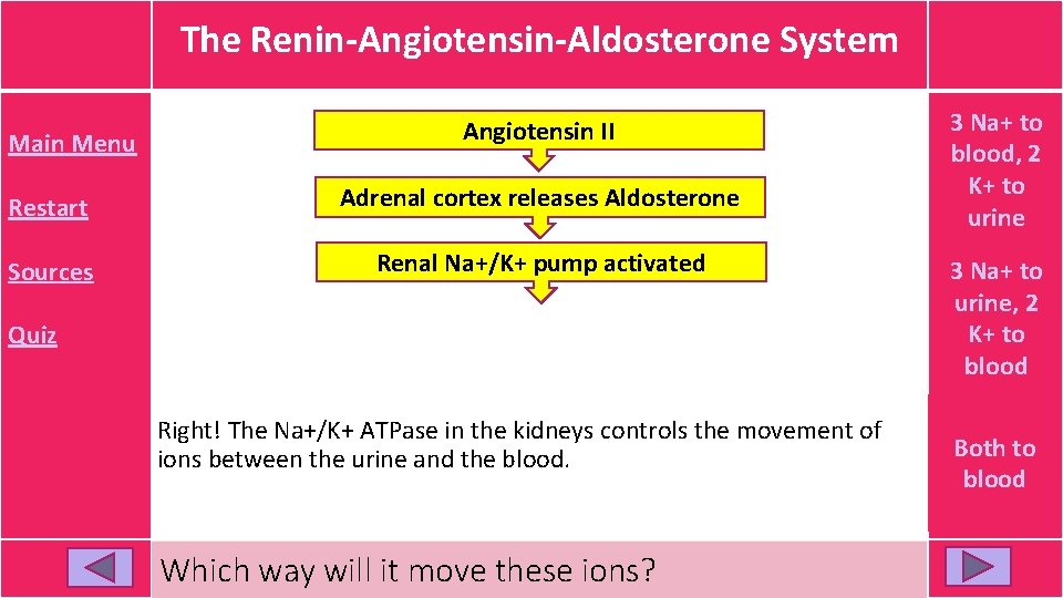 The Renin-Angiotensin-Aldosterone System Main Menu Angiotensin II Restart Adrenal cortex releases Aldosterone Sources Renal The Renin-Angiotensin-Aldosterone System Main Menu Angiotensin II Restart Adrenal cortex releases Aldosterone Sources Renal
