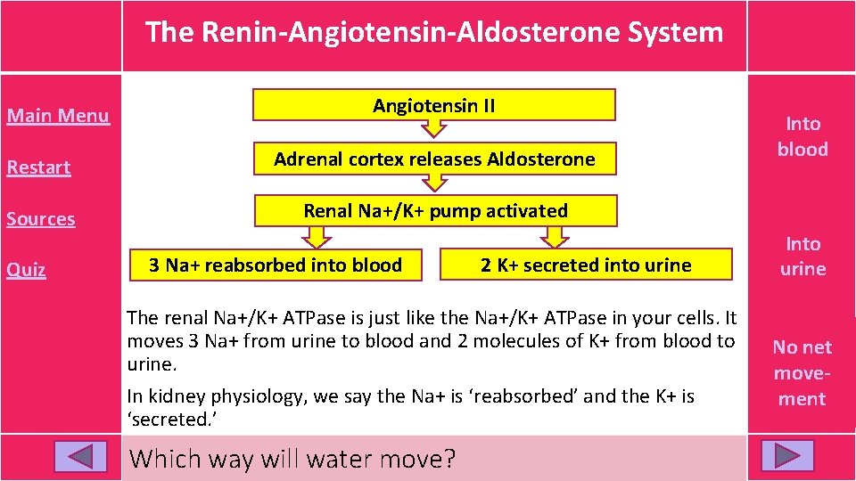 The Renin-Angiotensin-Aldosterone System Main Menu Angiotensin II Restart Adrenal cortex releases Aldosterone Sources Renal The Renin-Angiotensin-Aldosterone System Main Menu Angiotensin II Restart Adrenal cortex releases Aldosterone Sources Renal