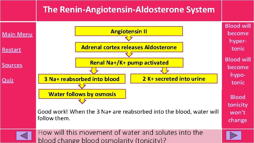 The Renin-Angiotensin-Aldosterone System Main Menu Angiotensin II Restart Adrenal cortex releases Aldosterone Sources Renal The Renin-Angiotensin-Aldosterone System Main Menu Angiotensin II Restart Adrenal cortex releases Aldosterone Sources Renal