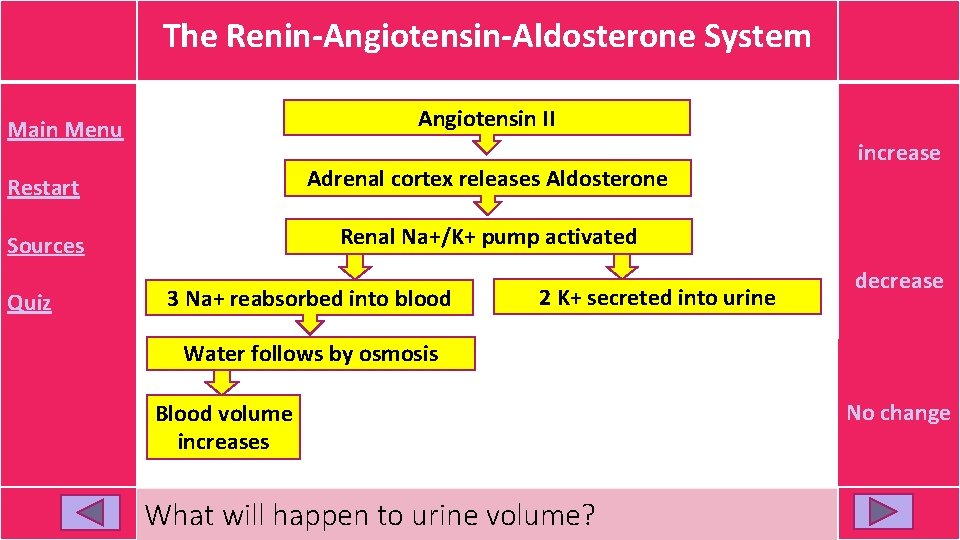 The Renin-Angiotensin-Aldosterone System Angiotensin II Main Menu Restart Adrenal cortex releases Aldosterone Sources Renal The Renin-Angiotensin-Aldosterone System Angiotensin II Main Menu Restart Adrenal cortex releases Aldosterone Sources Renal