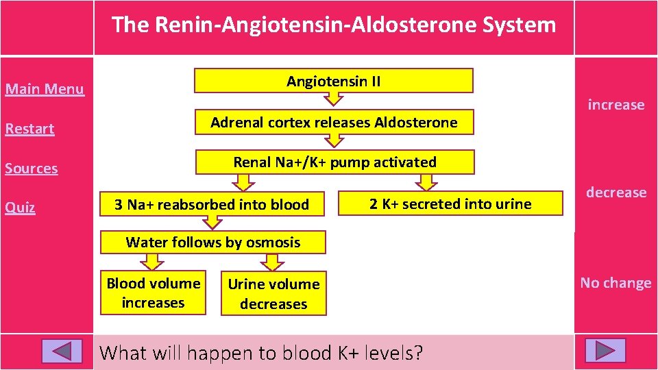 The Renin-Angiotensin-Aldosterone System Angiotensin II Main Menu Restart Adrenal cortex releases Aldosterone Sources Renal The Renin-Angiotensin-Aldosterone System Angiotensin II Main Menu Restart Adrenal cortex releases Aldosterone Sources Renal