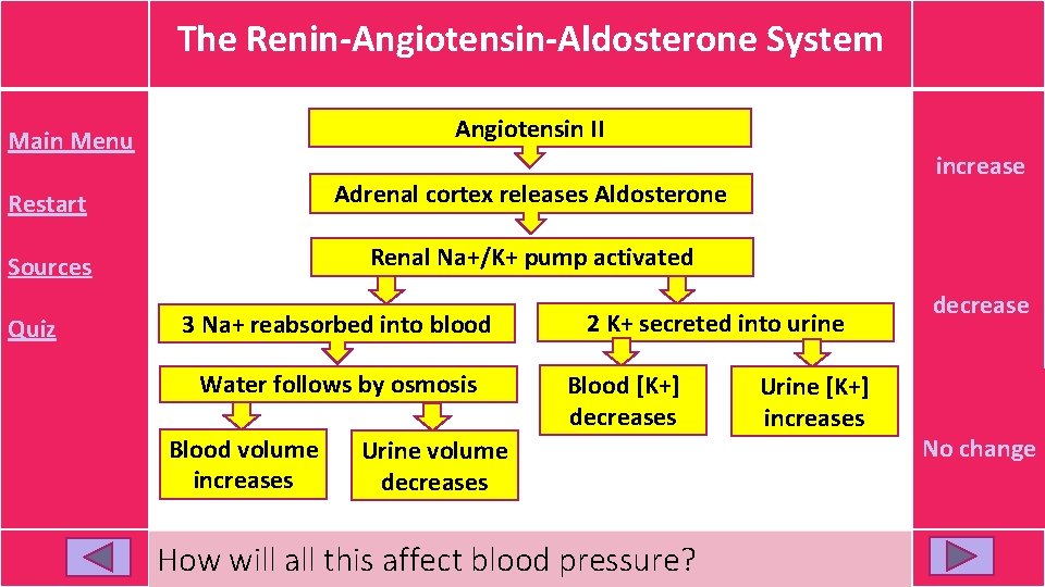 The Renin-Angiotensin-Aldosterone System Angiotensin II Main Menu Right! Restart Adrenal cortex releases Aldosterone Sources The Renin-Angiotensin-Aldosterone System Angiotensin II Main Menu Right! Restart Adrenal cortex releases Aldosterone Sources