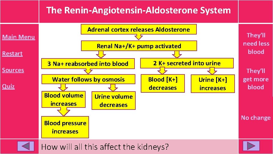 The Renin-Angiotensin-Aldosterone System Adrenal cortex releases Aldosterone Main Menu Renal Na+/K+ pump activated Restart The Renin-Angiotensin-Aldosterone System Adrenal cortex releases Aldosterone Main Menu Renal Na+/K+ pump activated Restart