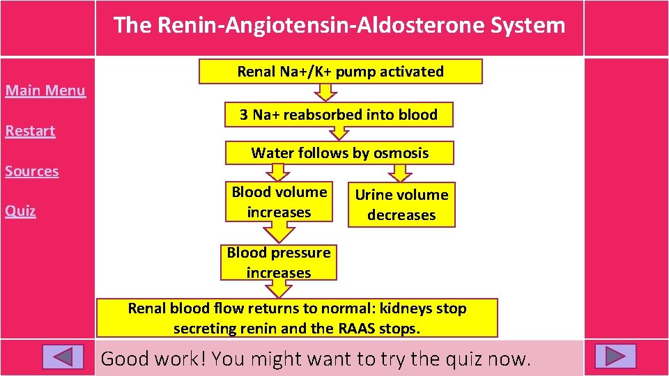 The Renin-Angiotensin-Aldosterone System Main Menu Restart Sources Quiz Renal Na+/K+ pump activated 3 Na+ The Renin-Angiotensin-Aldosterone System Main Menu Restart Sources Quiz Renal Na+/K+ pump activated 3 Na+