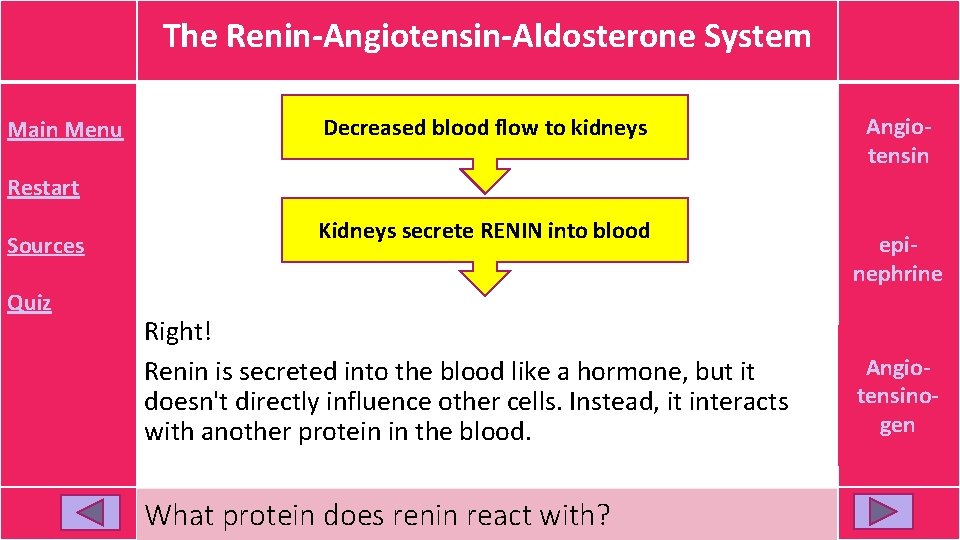 The Renin-Angiotensin-Aldosterone System Main Menu Decreased blood flow to kidneys Restart Sources Quiz Kidneys The Renin-Angiotensin-Aldosterone System Main Menu Decreased blood flow to kidneys Restart Sources Quiz Kidneys