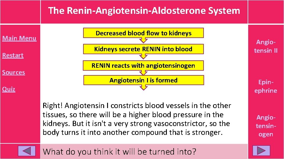 The Renin-Angiotensin-Aldosterone System Main Menu Restart Sources Decreased blood flow to kidneys Kidneys secrete The Renin-Angiotensin-Aldosterone System Main Menu Restart Sources Decreased blood flow to kidneys Kidneys secrete