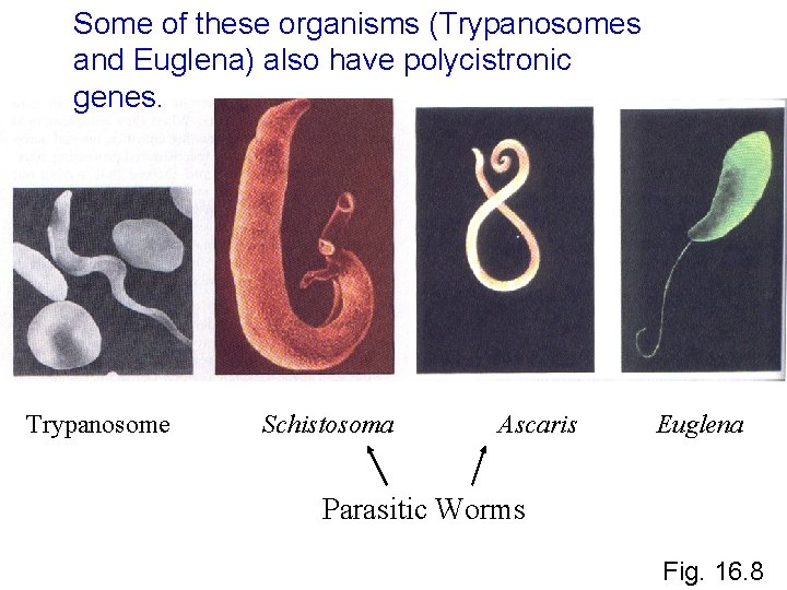 Some of these organisms (Trypanosomes and Euglena) also have polycistronic genes. Trypanosome Schistosoma Ascaris