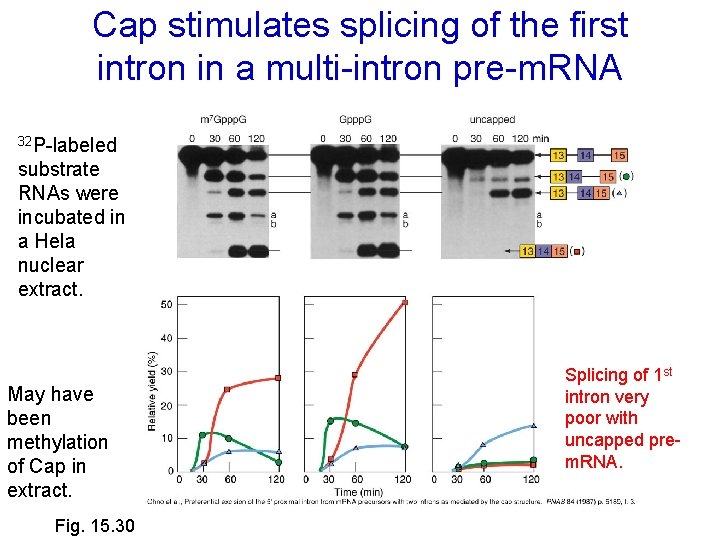 Cap stimulates splicing of the first intron in a multi-intron pre-m. RNA 32 P-labeled