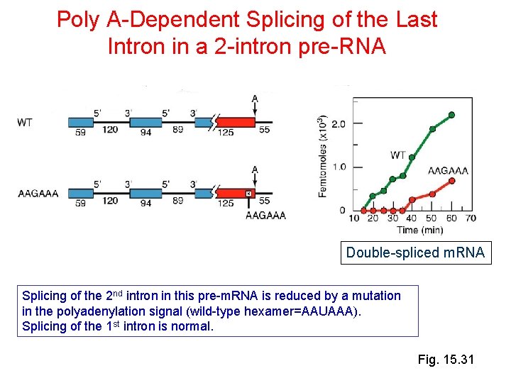 Poly A-Dependent Splicing of the Last Intron in a 2 -intron pre-RNA Double-spliced m.