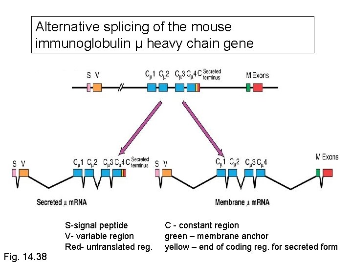 Alternative splicing of the mouse immunoglobulin μ heavy chain gene Fig. 14. 38 S-signal
