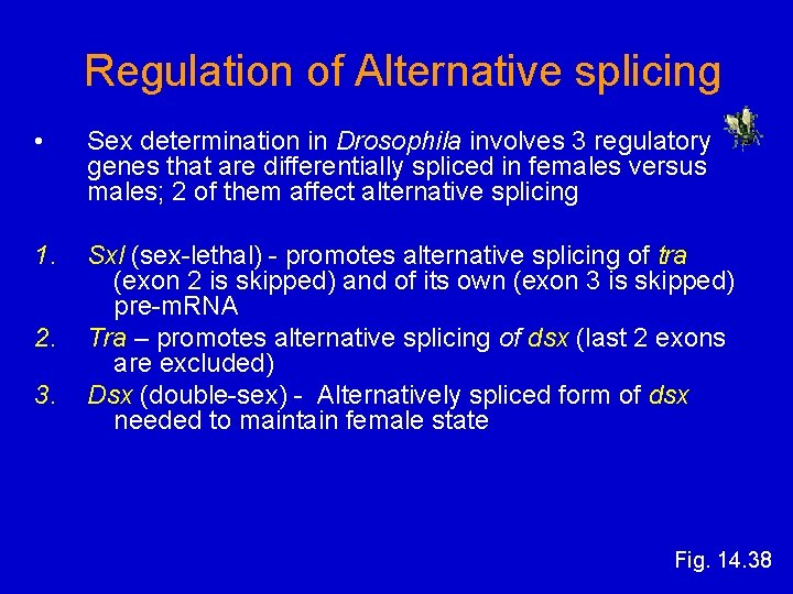 Regulation of Alternative splicing • Sex determination in Drosophila involves 3 regulatory genes that