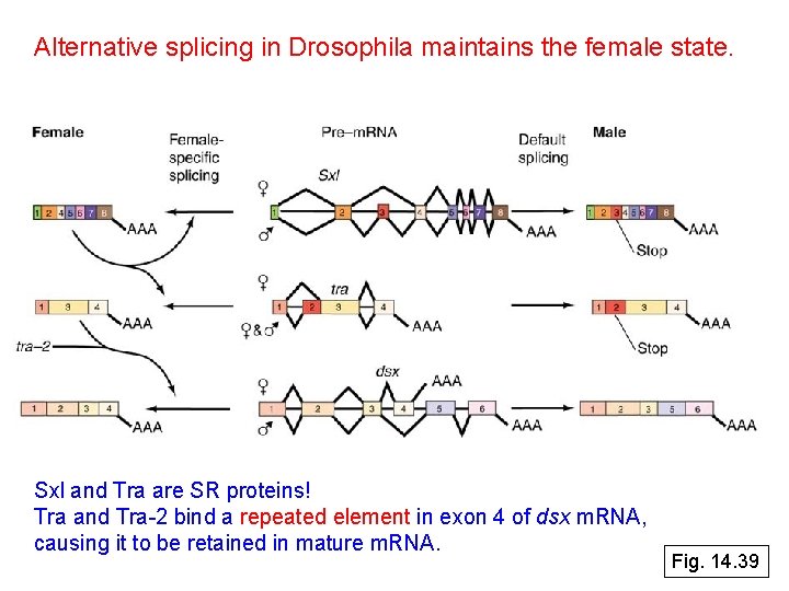 Alternative splicing in Drosophila maintains the female state. Alternative splicing Sxl and Tra are